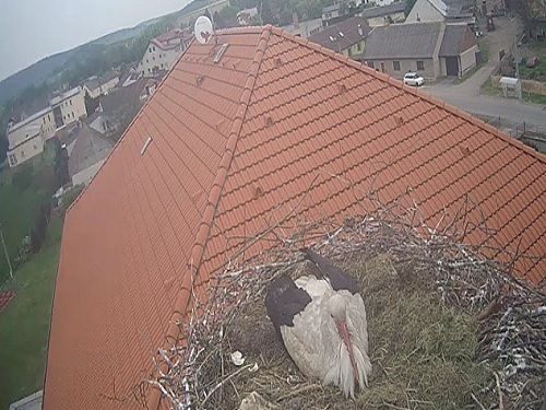 Webkamera Čapí hnízdo Osek