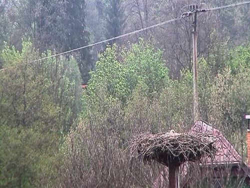 Webkamera Čapí hnízdo Domašov nad Bystřicí
