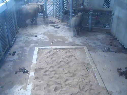Webkamera Údolí slonů, Zoo Praha