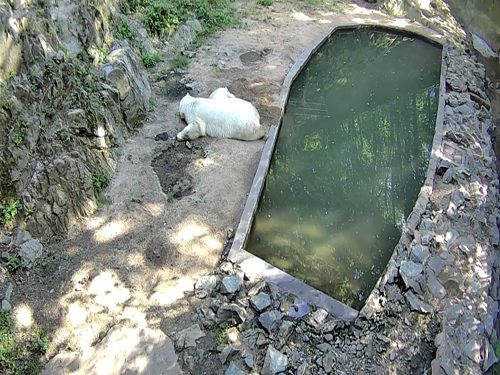 Webkamera Lední medvěd, Zoo Brno