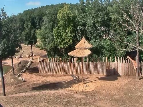 Webkamera Africká vesnice, Zoo Brno