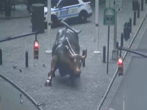 Webkamera Charging Bull, New York