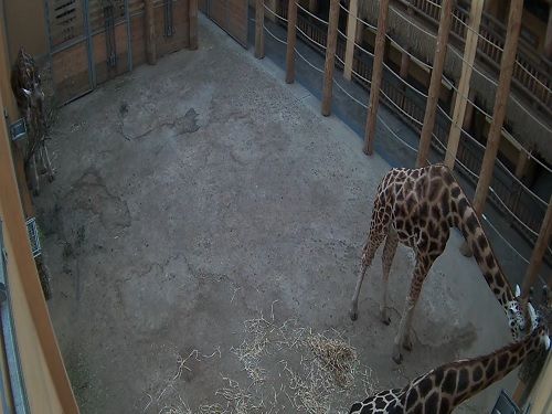 Webkamera Žirafa Rothschildova, Zoo Plzeň
